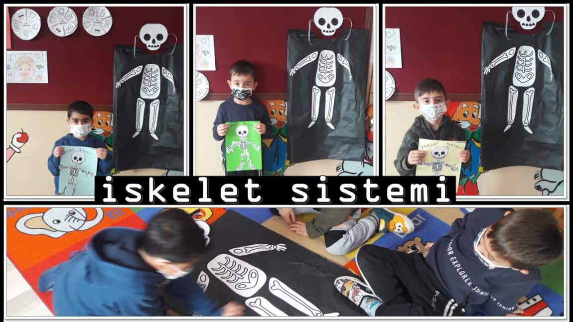 Vücudumuz: İskelet Sistemi